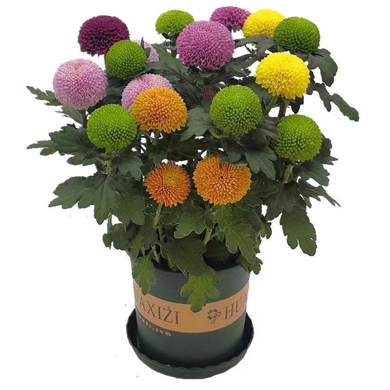 Phd prekės ženklas krizantema vazonėlyje su žiedais - keturi sezonai žydėjimo, tinka balkonui, stalui ir svetainei; įprasta temperatūra, neutralus apšvietimas