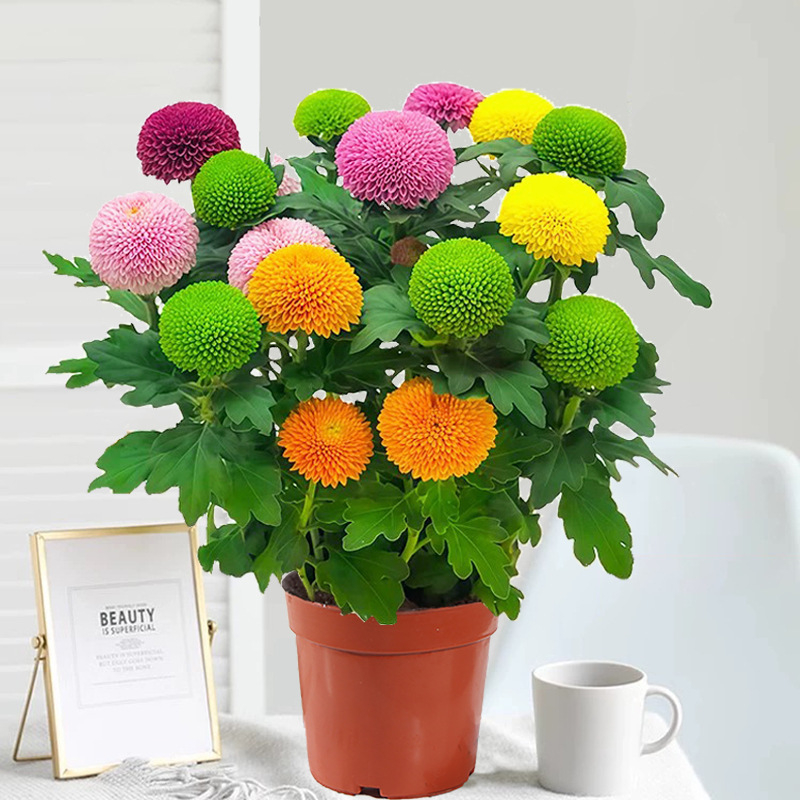 Phd prekės ženklas krizantema vazonėlyje su žiedais - keturi sezonai žydėjimo, tinka balkonui, stalui ir svetainei; įprasta temperatūra, neutralus apšvietimas