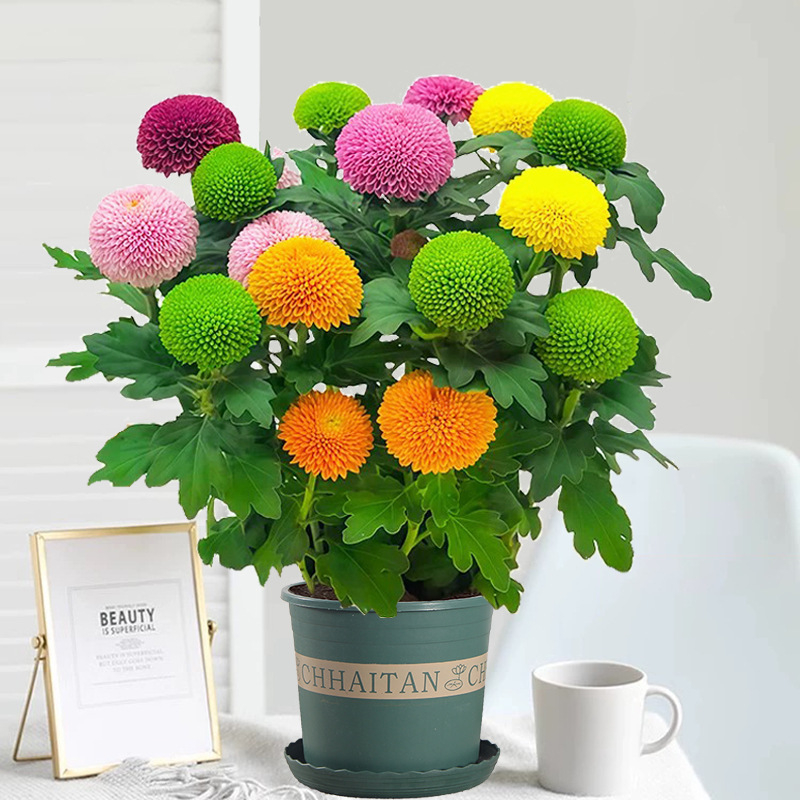 Phd prekės ženklas krizantema vazonėlyje su žiedais - keturi sezonai žydėjimo, tinka balkonui, stalui ir svetainei; įprasta temperatūra, neutralus apšvietimas