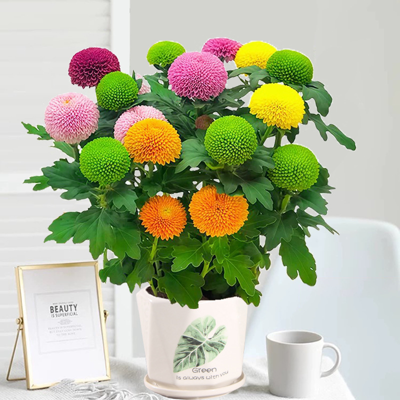 Phd prekės ženklas krizantema vazonėlyje su žiedais - keturi sezonai žydėjimo, tinka balkonui, stalui ir svetainei; įprasta temperatūra, neutralus apšvietimas