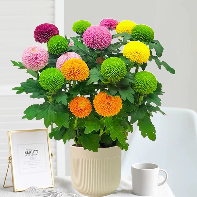 Phd prekės ženklas krizantema vazonėlyje su žiedais - keturi sezonai žydėjimo, tinka balkonui, stalui ir svetainei; įprasta temperatūra, neutralus apšvietimas