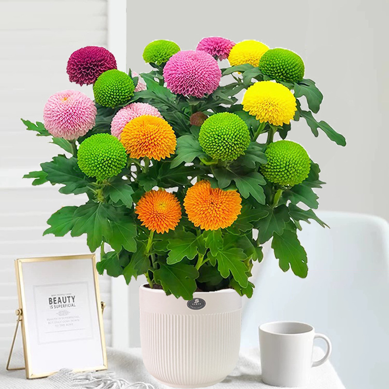 Phd prekės ženklas krizantema vazonėlyje su žiedais - keturi sezonai žydėjimo, tinka balkonui, stalui ir svetainei; įprasta temperatūra, neutralus apšvietimas