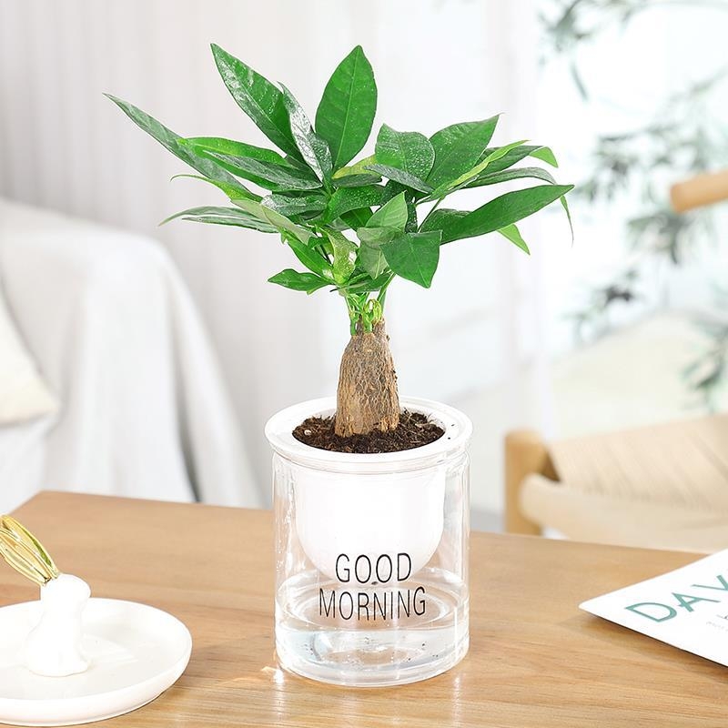 Ghiveci de flori din plastic (utilizare pe birou, stil office, rezistent la coroziune)