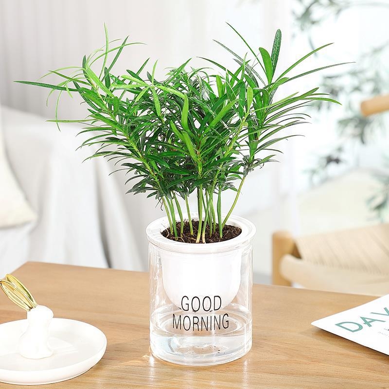 Ghiveci de flori din plastic (utilizare pe birou, stil office, rezistent la coroziune)