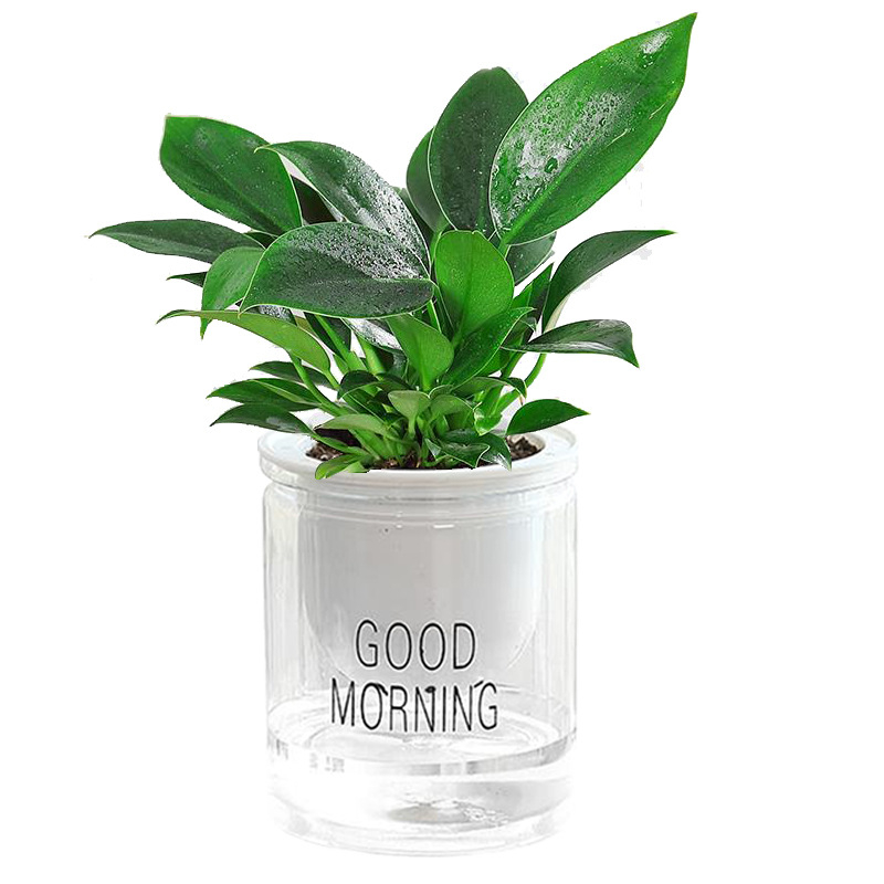 Ghiveci de flori din plastic (utilizare pe birou, stil office, rezistent la coroziune)