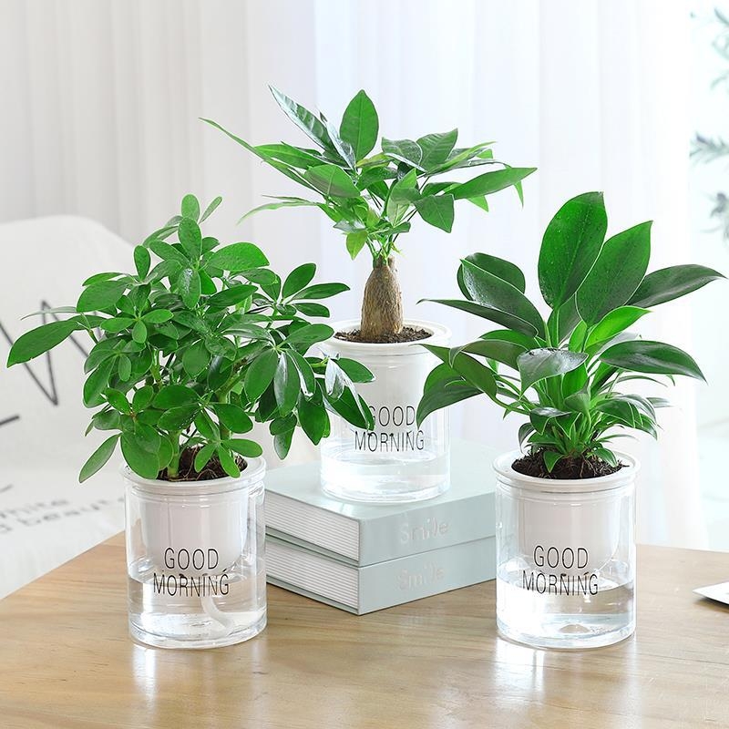 Ghiveci de flori din plastic (utilizare pe birou, stil office, rezistent la coroziune)