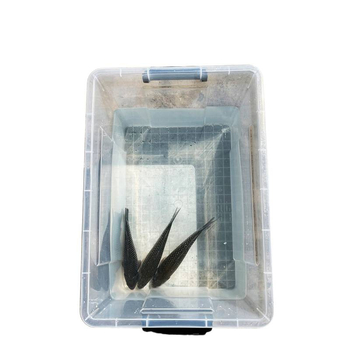 Dzīvām zivīm paredzētais konteineris automašīnas bagāžniekam — plastmasas akvārija kārba zivju audzēšanai un jūras velšu uzglabāšanai