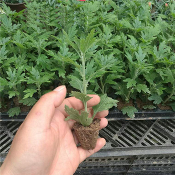 Chryzantema u loncu – višegodišnja biljka s cjelogodišnjim cvjetanjem, jestiva, unutarnja/vanjska uporaba, razdoblje plodnosti 6 mjeseci, čistoća sorte 98%