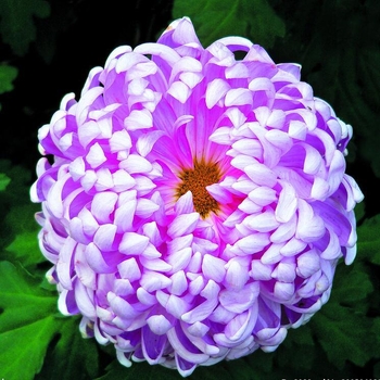 Chryzantema u loncu – višegodišnja biljka s cjelogodišnjim cvjetanjem, jestiva, unutarnja/vanjska uporaba, razdoblje plodnosti 6 mjeseci, čistoća sorte 98%