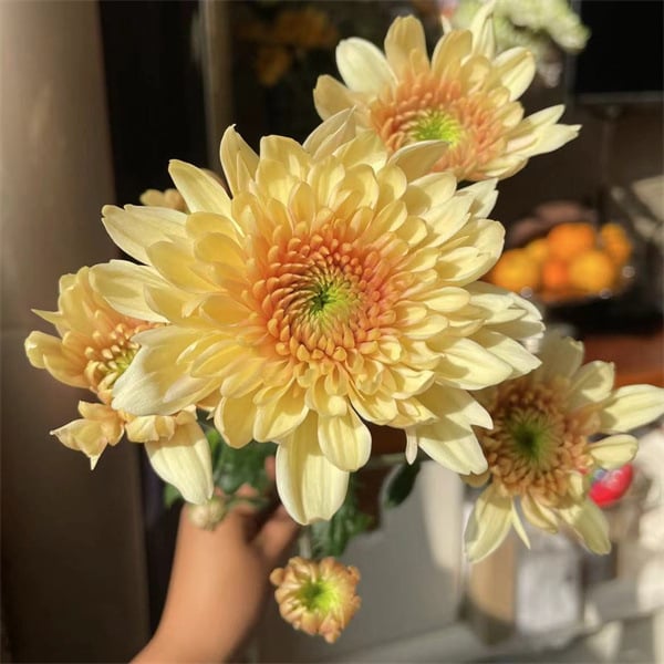 Chryzantema u loncu – višegodišnja biljka s cjelogodišnjim cvjetanjem, jestiva, unutarnja/vanjska uporaba, razdoblje plodnosti 6 mjeseci, čistoća sorte 98%