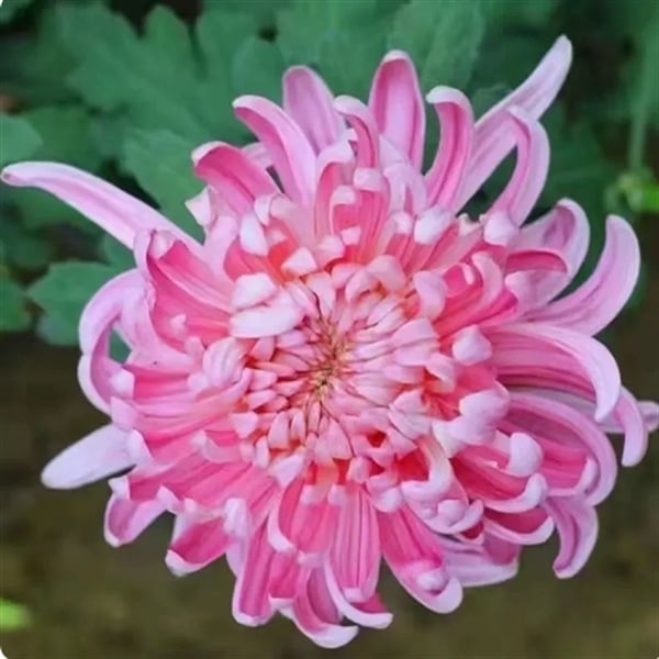 Chryzantema u loncu – višegodišnja biljka s cjelogodišnjim cvjetanjem, jestiva, unutarnja/vanjska uporaba, razdoblje plodnosti 6 mjeseci, čistoća sorte 98%