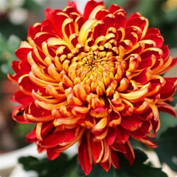 Chryzantema u loncu – višegodišnja biljka s cjelogodišnjim cvjetanjem, jestiva, unutarnja/vanjska uporaba, razdoblje plodnosti 6 mjeseci, čistoća sorte 98%