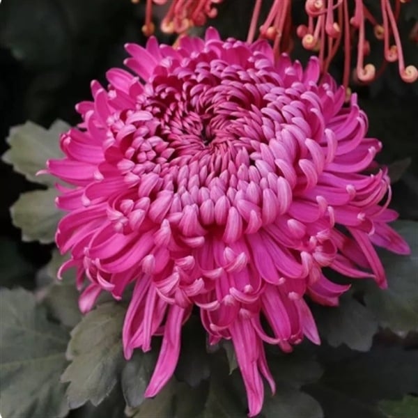 Chryzantema u loncu – višegodišnja biljka s cjelogodišnjim cvjetanjem, jestiva, unutarnja/vanjska uporaba, razdoblje plodnosti 6 mjeseci, čistoća sorte 98%