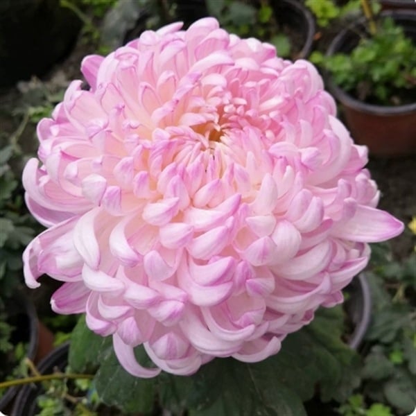 Chryzantema u loncu – višegodišnja biljka s cjelogodišnjim cvjetanjem, jestiva, unutarnja/vanjska uporaba, razdoblje plodnosti 6 mjeseci, čistoća sorte 98%