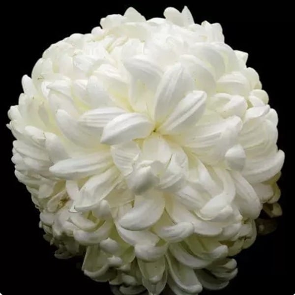 Chryzantema u loncu – višegodišnja biljka s cjelogodišnjim cvjetanjem, jestiva, unutarnja/vanjska uporaba, razdoblje plodnosti 6 mjeseci, čistoća sorte 98%