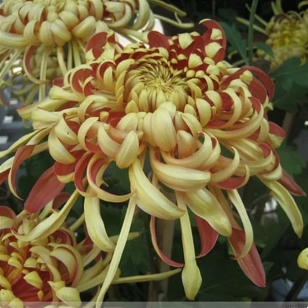 Chryzantema u loncu – višegodišnja biljka s cjelogodišnjim cvjetanjem, jestiva, unutarnja/vanjska uporaba, razdoblje plodnosti 6 mjeseci, čistoća sorte 98%