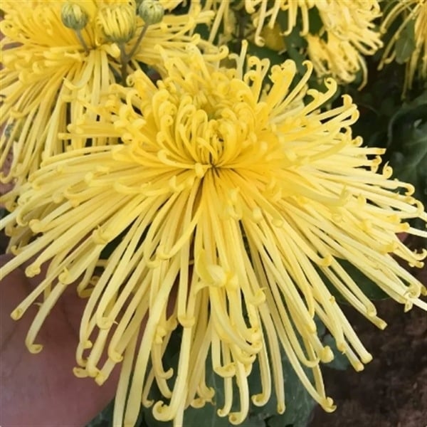 Chryzantema u loncu – višegodišnja biljka s cjelogodišnjim cvjetanjem, jestiva, unutarnja/vanjska uporaba, razdoblje plodnosti 6 mjeseci, čistoća sorte 98%