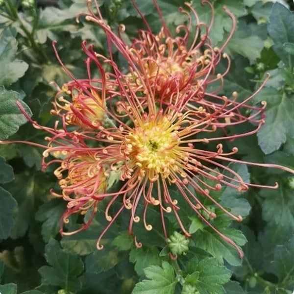 Chryzantema u loncu – višegodišnja biljka s cjelogodišnjim cvjetanjem, jestiva, unutarnja/vanjska uporaba, razdoblje plodnosti 6 mjeseci, čistoća sorte 98%