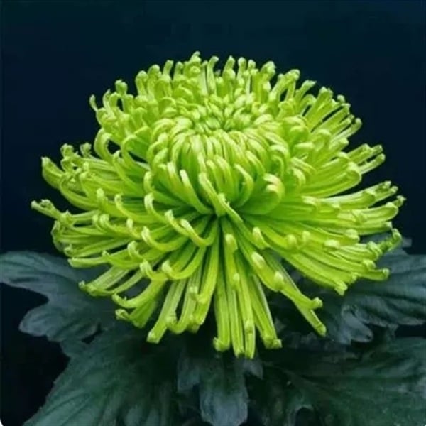 Chryzantema u loncu – višegodišnja biljka s cjelogodišnjim cvjetanjem, jestiva, unutarnja/vanjska uporaba, razdoblje plodnosti 6 mjeseci, čistoća sorte 98%