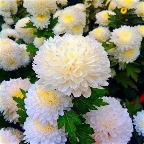 Chryzantema u loncu – višegodišnja biljka s cjelogodišnjim cvjetanjem, jestiva, unutarnja/vanjska uporaba, razdoblje plodnosti 6 mjeseci, čistoća sorte 98%