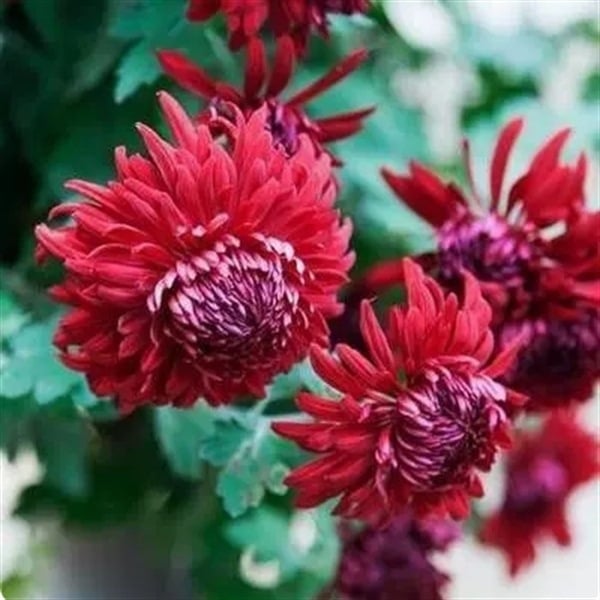 Chryzantema u loncu – višegodišnja biljka s cjelogodišnjim cvjetanjem, jestiva, unutarnja/vanjska uporaba, razdoblje plodnosti 6 mjeseci, čistoća sorte 98%