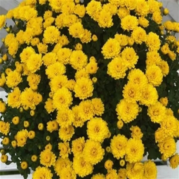 Chryzantema u loncu – višegodišnja biljka s cjelogodišnjim cvjetanjem, jestiva, unutarnja/vanjska uporaba, razdoblje plodnosti 6 mjeseci, čistoća sorte 98%