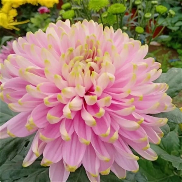 Chryzantema u loncu – višegodišnja biljka s cjelogodišnjim cvjetanjem, jestiva, unutarnja/vanjska uporaba, razdoblje plodnosti 6 mjeseci, čistoća sorte 98%