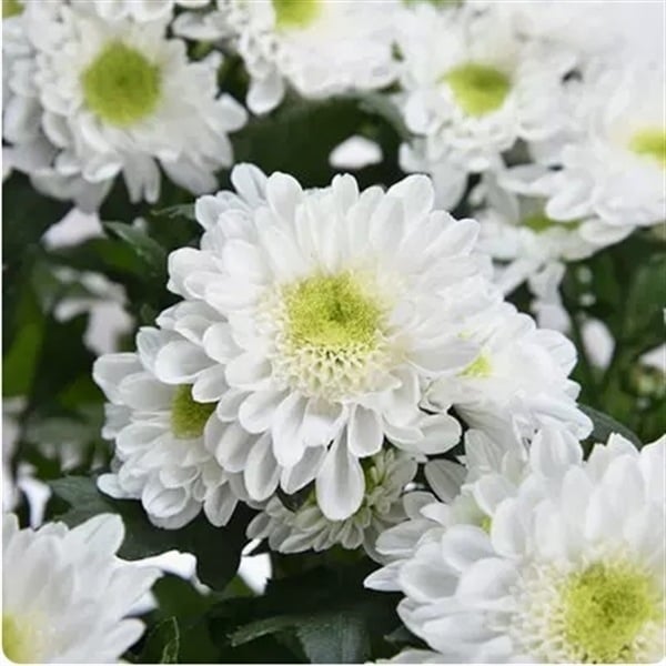 Chryzantema u loncu – višegodišnja biljka s cjelogodišnjim cvjetanjem, jestiva, unutarnja/vanjska uporaba, razdoblje plodnosti 6 mjeseci, čistoća sorte 98%