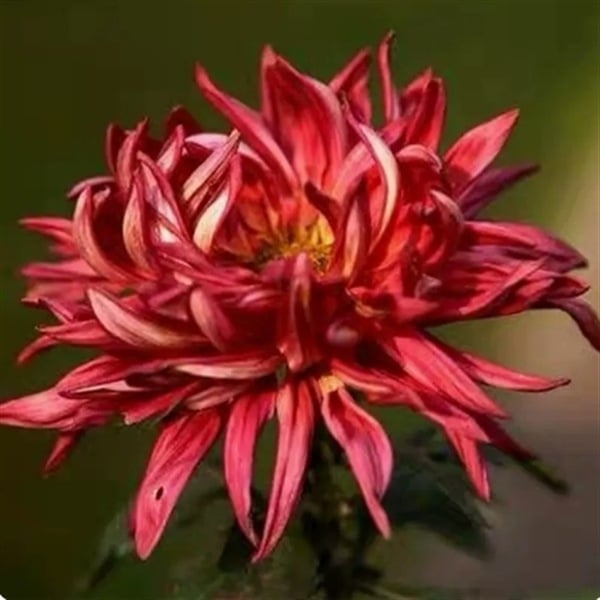 Chryzantema u loncu – višegodišnja biljka s cjelogodišnjim cvjetanjem, jestiva, unutarnja/vanjska uporaba, razdoblje plodnosti 6 mjeseci, čistoća sorte 98%