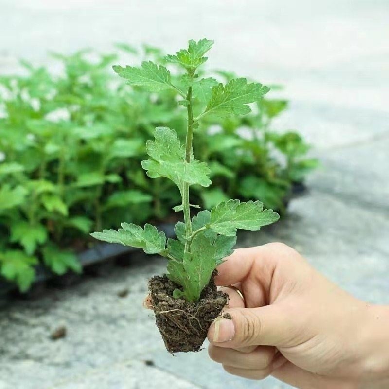 Chryzantema u loncu – višegodišnja biljka s cjelogodišnjim cvjetanjem, jestiva, unutarnja/vanjska uporaba, razdoblje plodnosti 6 mjeseci, čistoća sorte 98%