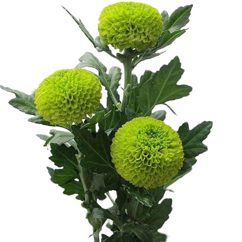 Chryzantema u loncu – višegodišnja biljka s cjelogodišnjim cvjetanjem, jestiva, unutarnja/vanjska uporaba, razdoblje plodnosti 6 mjeseci, čistoća sorte 98%