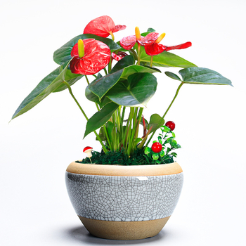 Keramička posuda za cvijeće, podna verzija, klasični stil, kućno vrtlarenje (Materijal: keramika; Oblik: podna verzija; Stil: klasični; Primjena: kućno vrtlarenje)