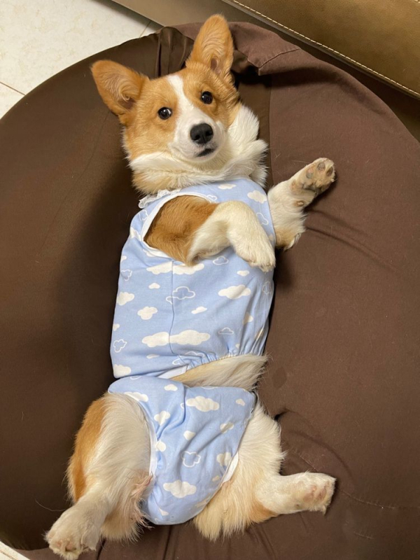 Corgi – Pantalone za razdoblje za ženske pse, vanjski materijal od svile, glavni materijal od dlake zeca, podstava od dlake zeca, stil: briefs, fiziološka funkcija