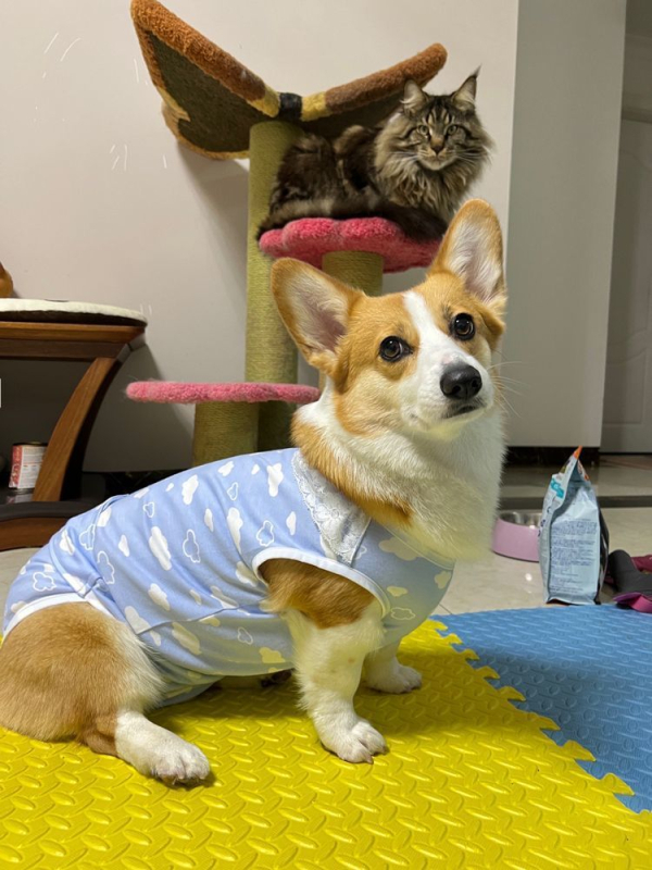 Corgi – Pantalone za razdoblje za ženske pse, vanjski materijal od svile, glavni materijal od dlake zeca, podstava od dlake zeca, stil: briefs, fiziološka funkcija