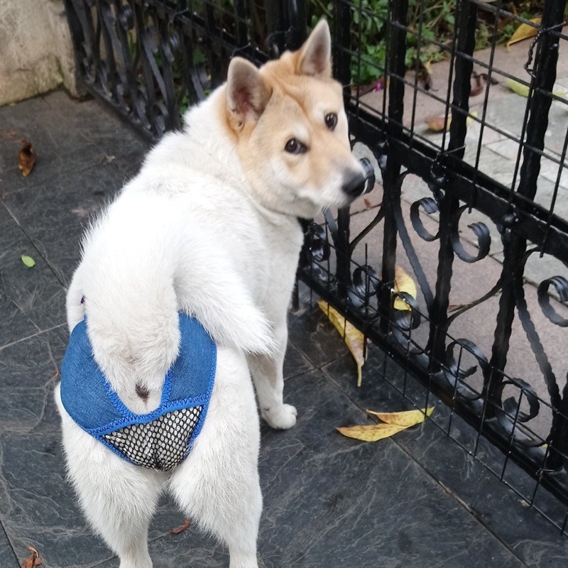 Φυσιολογικά παντελόνια για θηλυκά σκυλιά – στυλ ανάπαυσης, υλικό Cowboy, μάρκα ywwdogbaby, ρούχα για κατοικίδια