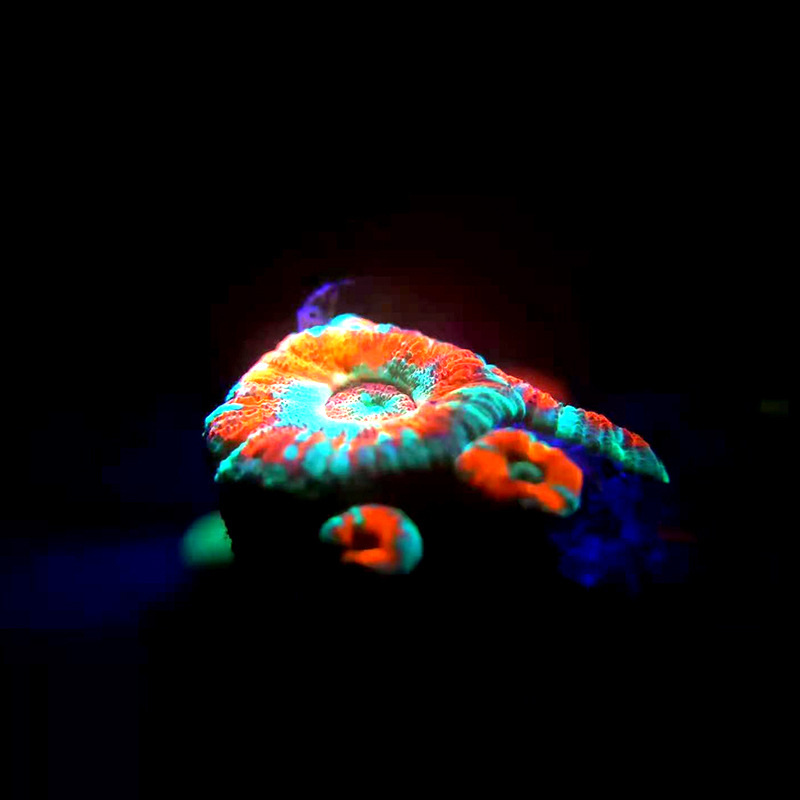 Filter za fotografiranje koralne fluorescencije pod plavim svjetlom