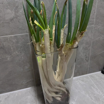 Višefunkcionalna prozirna kutija za skladištenje mladog luka, PET materijal, brend Living Together, tiskanje logotipa dostupno, kuhinjska upotreba, velik kapacitet