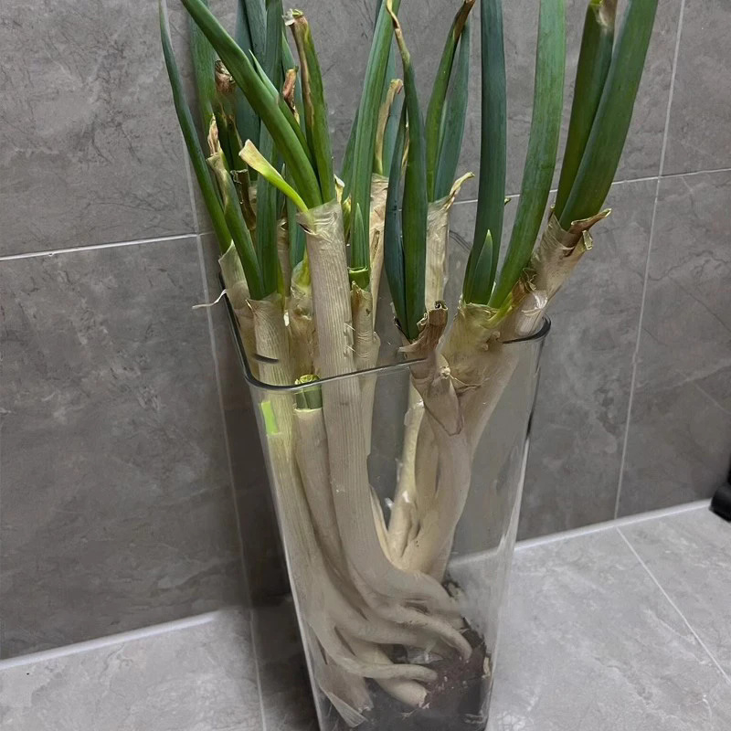 Višefunkcionalna prozirna kutija za skladištenje mladog luka, PET materijal, brend Living Together, tiskanje logotipa dostupno, kuhinjska upotreba, velik kapacitet