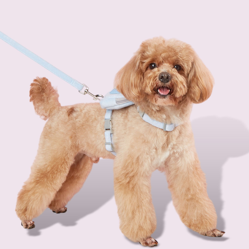 Jiuwang JW-31 Lesă retractabilă din material textil pentru animale de companie — Model JW-31, Brand Jiuwang