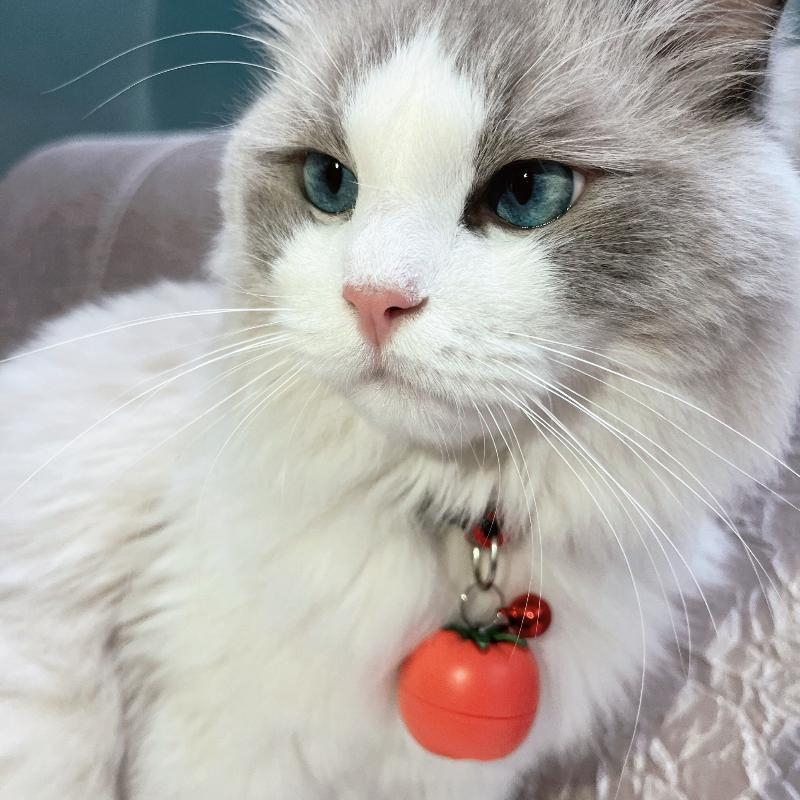 GPS нашийник за домашни любимци, 4G, точност 3 м, ABS корпус, 1GB памет