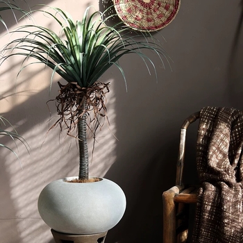 Кръгъл бетонен цветарник – за пода, ръчно изработен, дишащ, устойчив на корозия