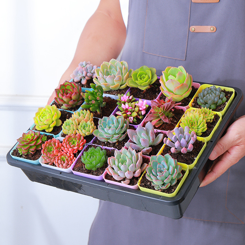Čvrsta pravokutna pladnja za sadnice i sukulente — univerzalna posuda za prijevoz i pohranu