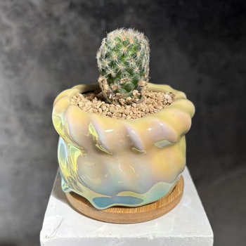 Keramička posuda za sukulente s elektroplatiranim završetkom, pogodna za stolnu i podnu uporabu; materijal keramika; izrada: pečenje u pećnici i elektroplating; pogodno za ured i kućnu vrtlarenje.