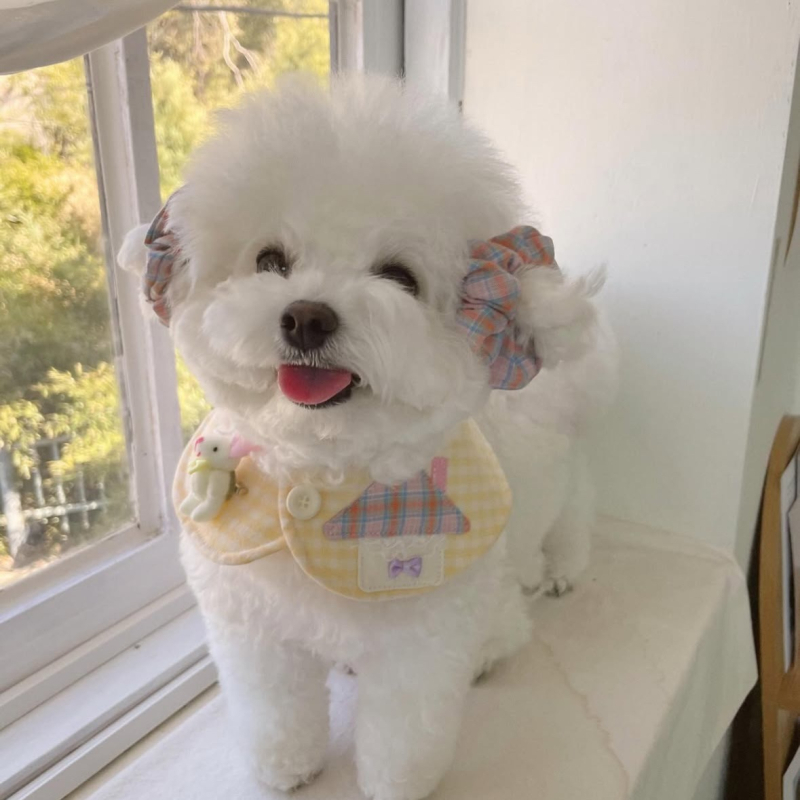 Κασκόλ για κατοικίδια με μοτίβο καρό σε πλέγμα, βαμβακετός twill, εκτύπωση, για γάτες και σκύλους