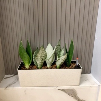 Posuda za biljke od plastike, s automatskim upijanjem vode, uštedom vode, injekcijski oblikovana, za zidnu, stolnu ili podnu upotrebu