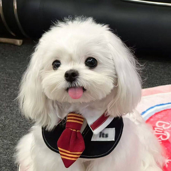 Gryffindor-stílusú háziállatnyálvédő kötény macskáknak és kutyáknak