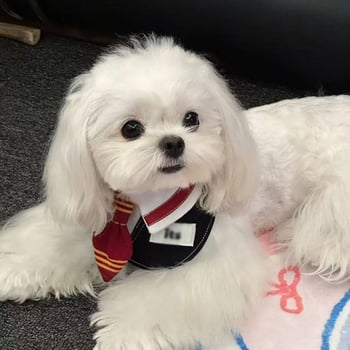 Gryffindor-stílusú háziállatnyálvédő kötény macskáknak és kutyáknak