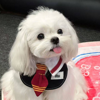 Gryffindor-stílusú háziállatnyálvédő kötény macskáknak és kutyáknak