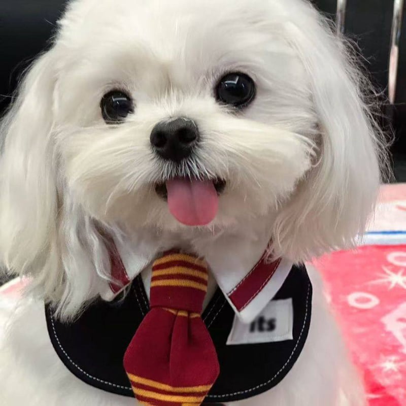 Gryffindor-stílusú háziállatnyálvédő kötény macskáknak és kutyáknak