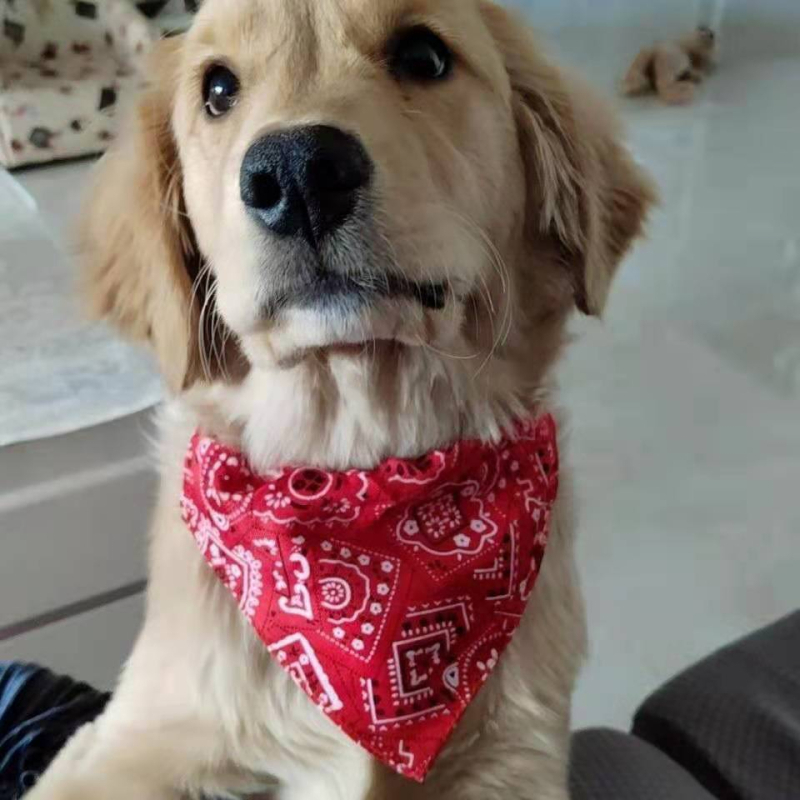 Állítható háromszög sál kutyáknak, nagytestű fajtákhoz, például Golden Retriever és Corgi